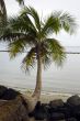 Cocunut tree on a  beach