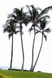 Coconut trees on a beach