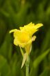 Yellow Tropical flower