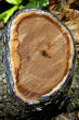 Cut log