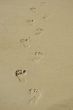 Foot prints
