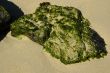 Algae