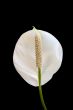 Indoor Flower
