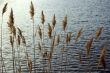 Wild Grass