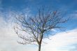 Barren Tree