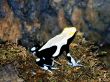 Flourasent Frog