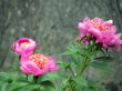 flowers. Peonies