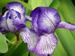 flower of an iris