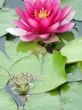 water lily