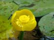 water lily