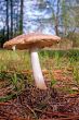 forest mushroom