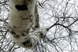 Twisted Tree