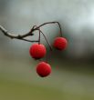 Wild Berries