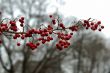 Wild Berries