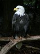Bald Eagle - Perched