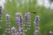 Bumblebee collecting pollen