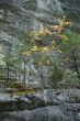 Golden poplar in canyon