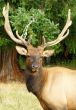 Elk Portrait