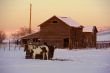 Horses and barn at sunset