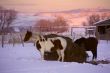 Horses and barn at sunset