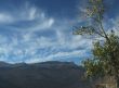Golden Poplars & high cirrus