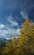 Golden Poplars & high cirrus
