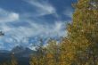 Golden Poplars & high cirrus