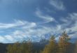 Golden Poplars & high cirrus
