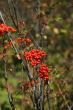 Red berries, detail