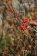 Red berries, detail