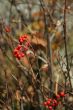 Red berries, detail
