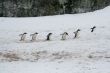 Gentoo penguins, heading back to their nests