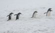 Gentoo penguins, heading back to their nests