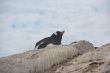 Gentoo penguin, nesting