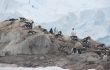 Gentoo penguin rookery