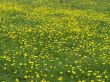 Buttercup Field