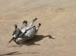 Zebra Rolling