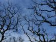 Bare Trees