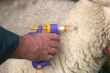 Vaccinating a sheep