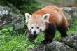 Red Panda