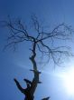 dry tree in the sunshine in the sky