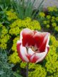 red-white tulip