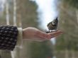 bird in hand