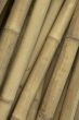 bamboo background