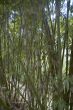 bamboo forest