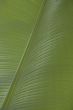 banana leaf
