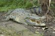 crocodile