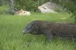 Komodo dragon