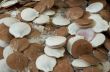 fishmarket - scallops