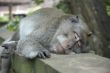 sleeping monkey